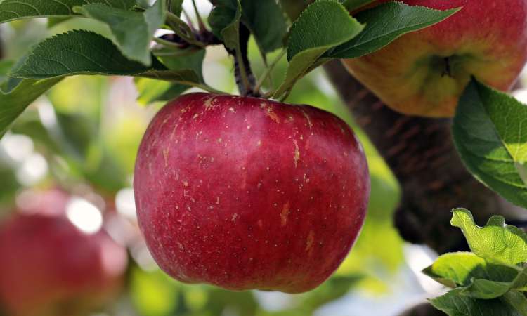 jabolko apple-2788616_1920.jpg