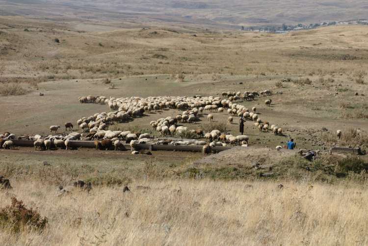 Armenija