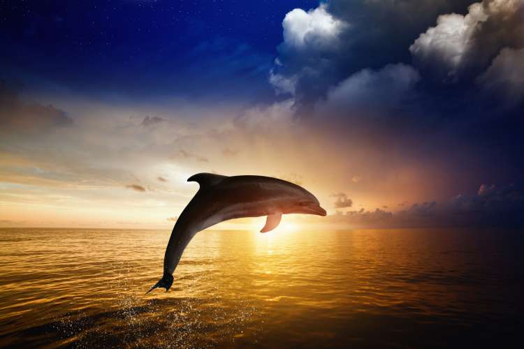 delfin