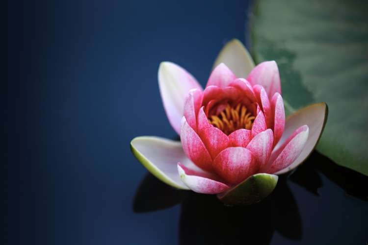 water-lilies-1825477_1920.jpg