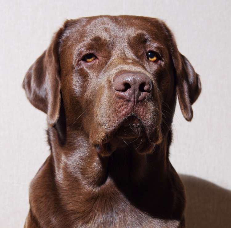 Labradorec