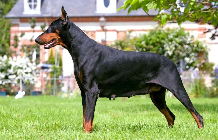doberman.jpg
