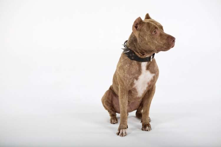 pitbull.jpg