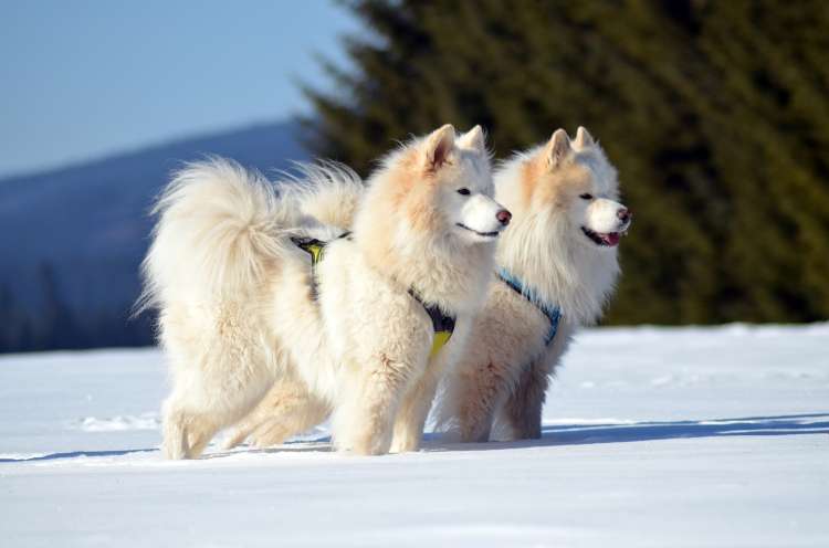 samojed-pix.jpg