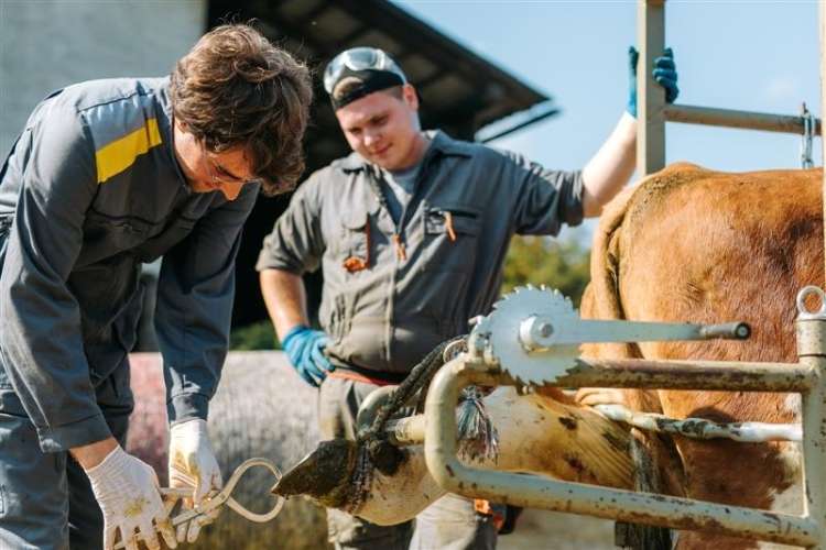Poslovanje Veterinarske postaje Šmarje pri Jelšah v zadnjih letih strmo raste.