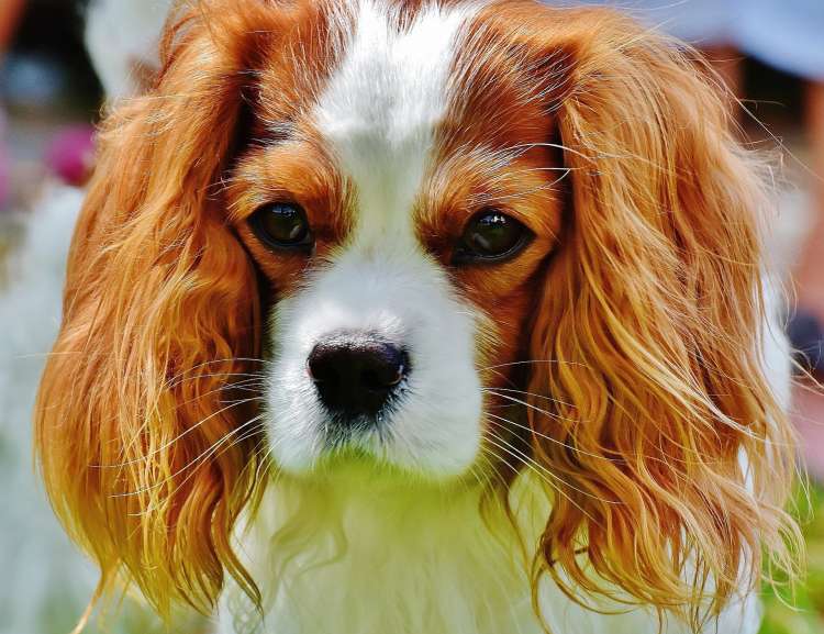 dog-g51e209fbd_1920