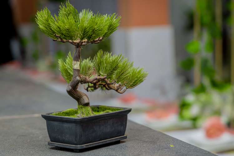 Bonsai