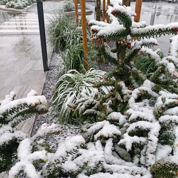 Sneg v Žalcu.