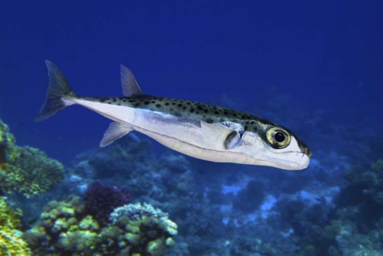 srebrnoprogasta napihovalka