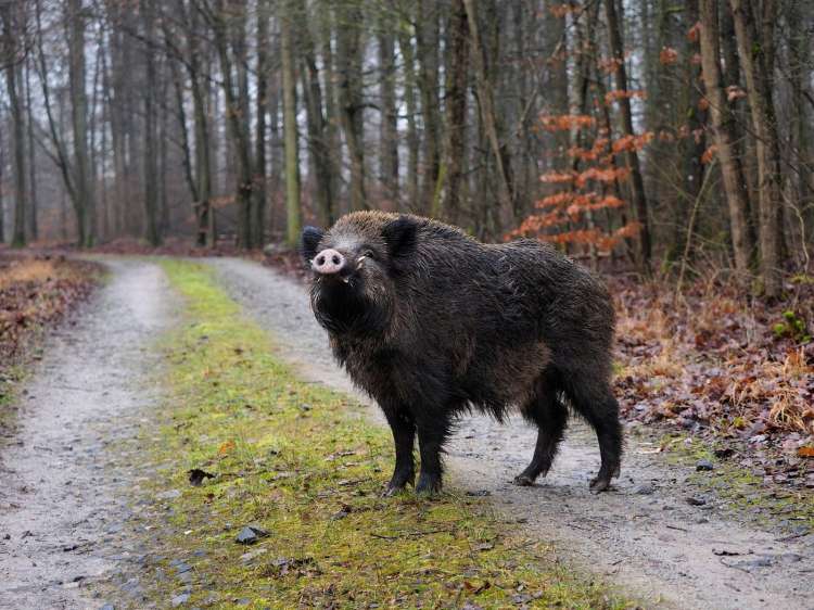 divji prašič