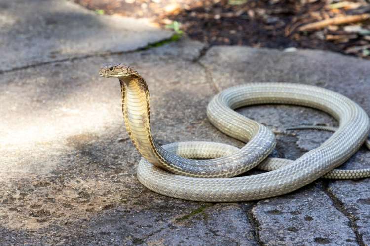king-cobra