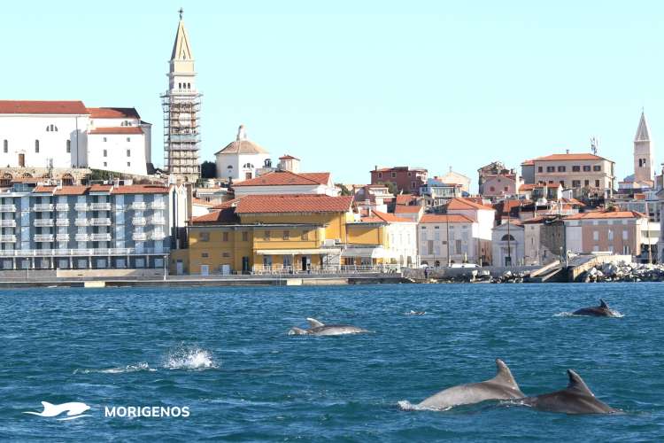 piran, delfini