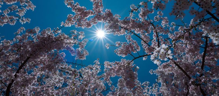 sonce, pomlad