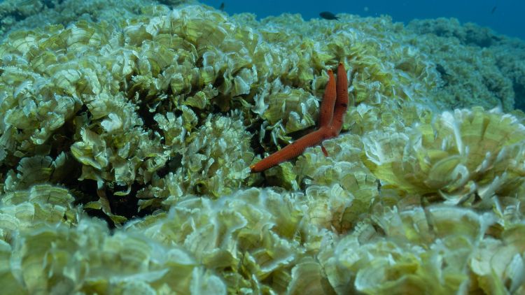 rjava alga3