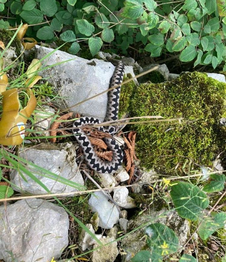modras, bohinj