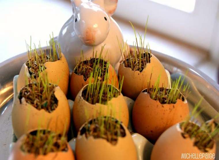 155513_176881_Grass_egg_shells_growing