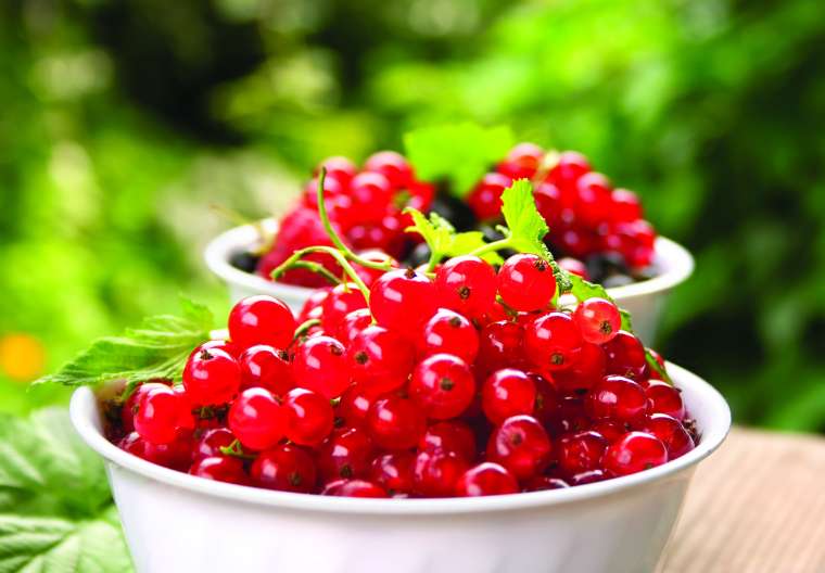 Iz ribeza lahko pripravimo okusne domače dobrote: od marmelade in sirupa do zavitka in pite.