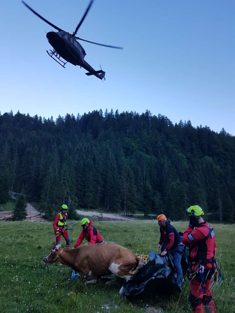 Planina Krstenica, krava, helikopter, reševanje