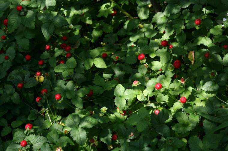 Indijski jagodnjak (Duchesnea indica)