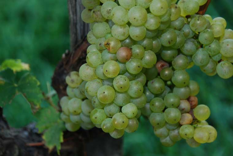 trgatev-v-vzorčnem-vinogradu