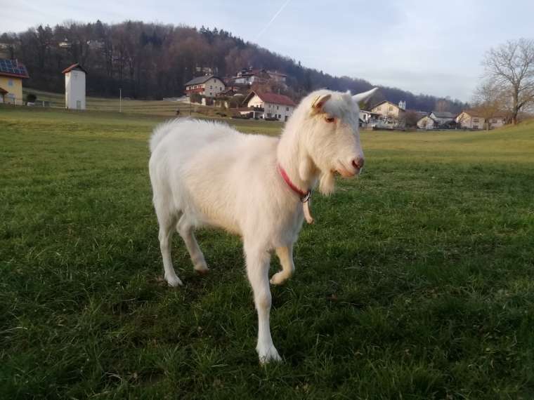 Žuža je visoko breja.