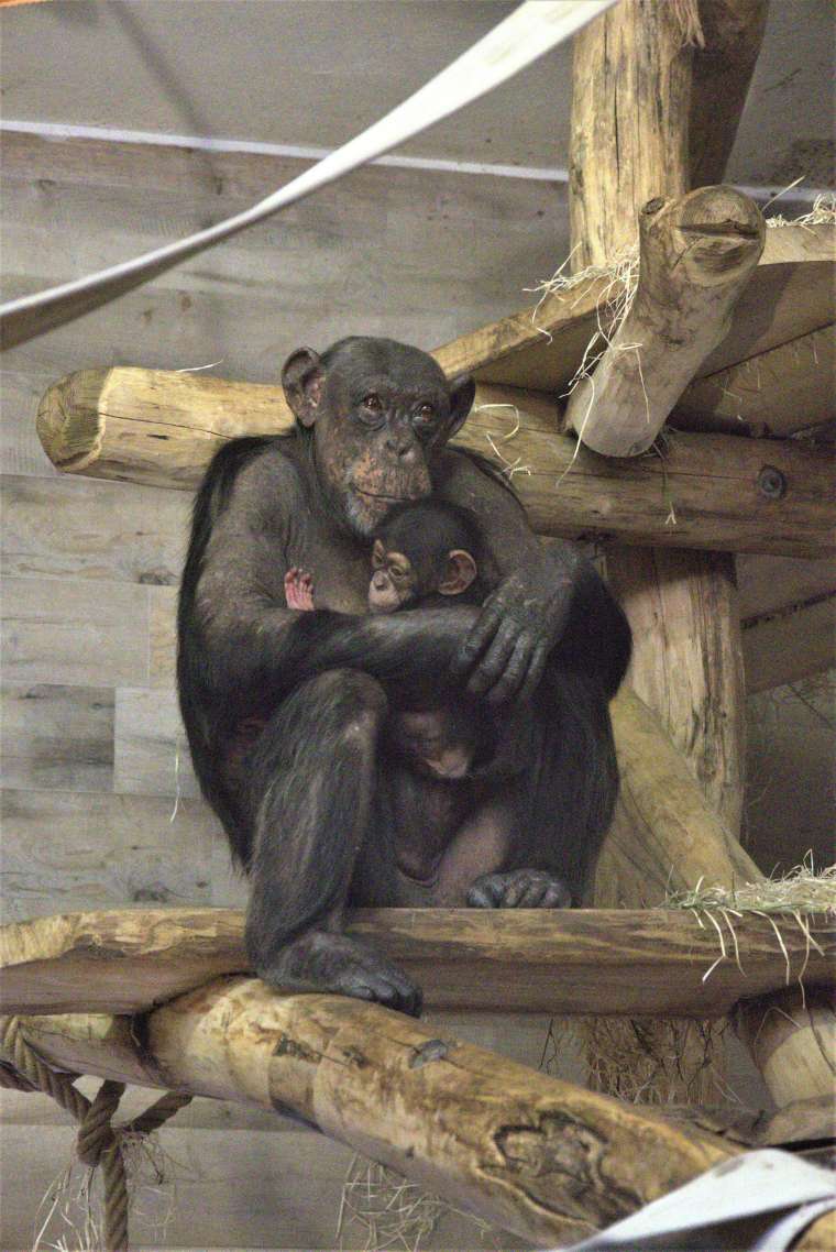 šimpanz Boris