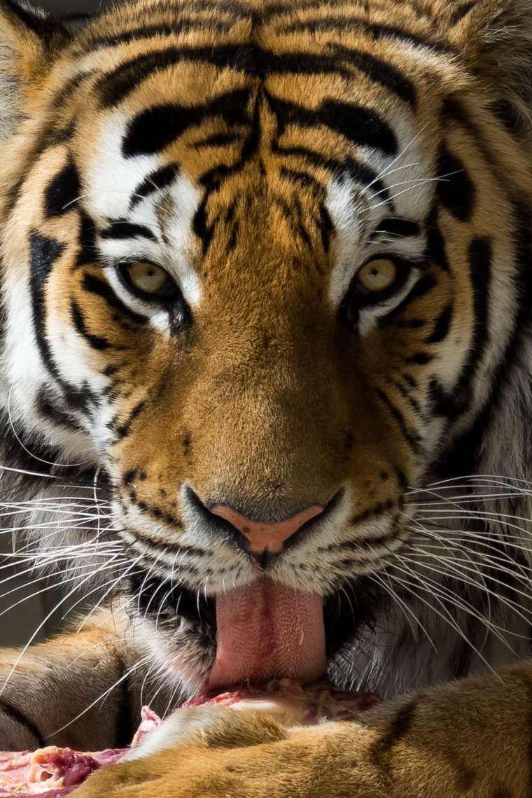 samec sibirskega tigra