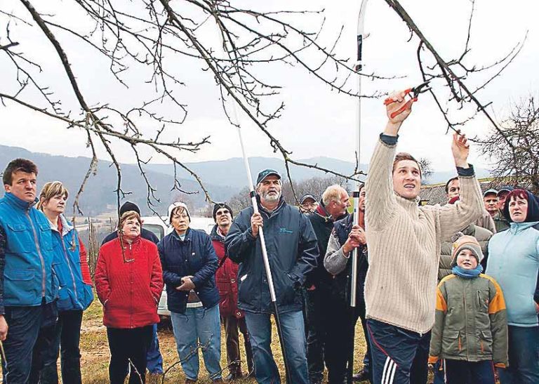 anton_volf_rez_visokodeblnih_jablan.jpg