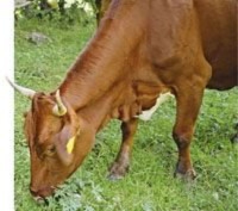 cikasto_govedo_04.jpg