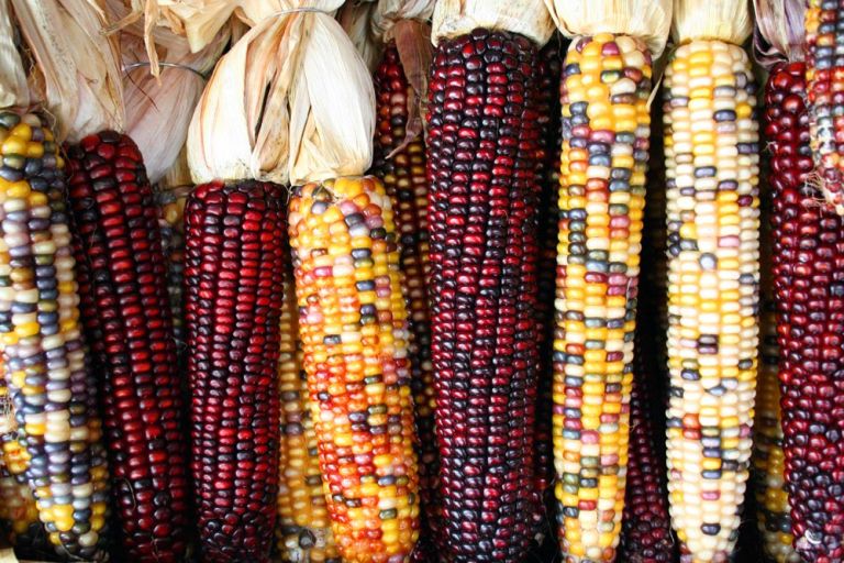 corncobs.jpg