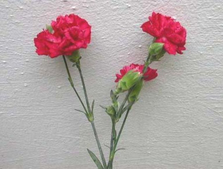 carnation1.jpg