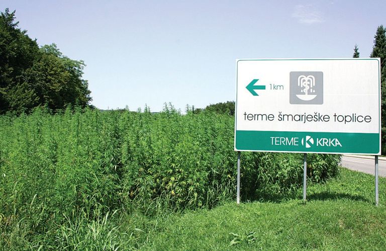 konoplja_2.jpg