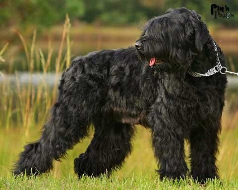 reba_russian_terrier.jpg