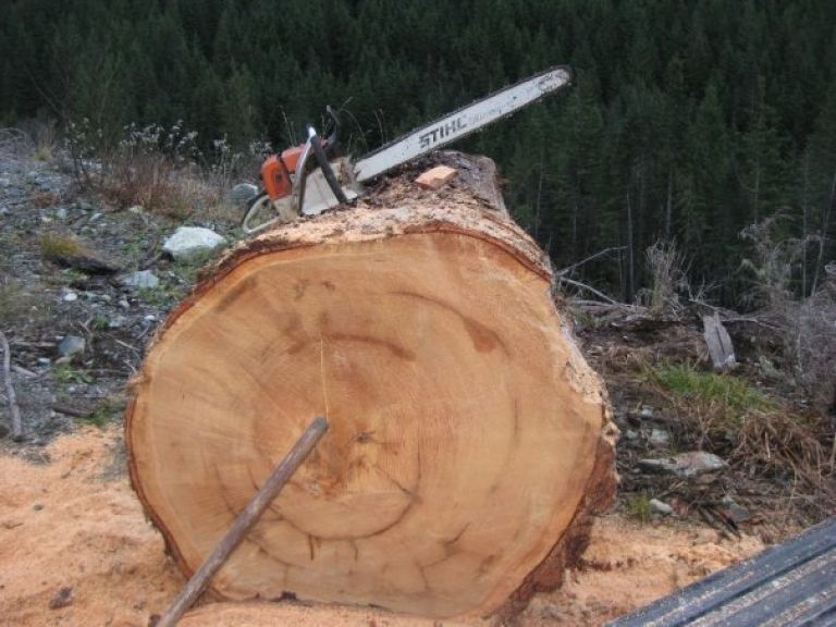 stihl.jpg