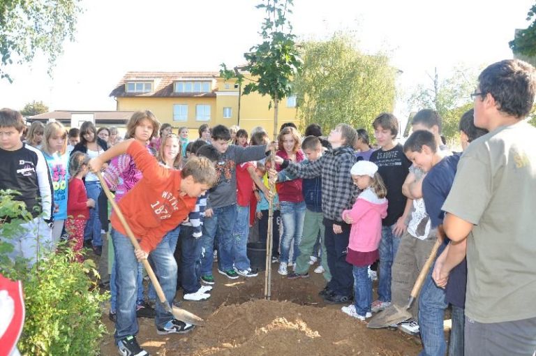 zasaditev_javorja21__9_10_022.jpg
