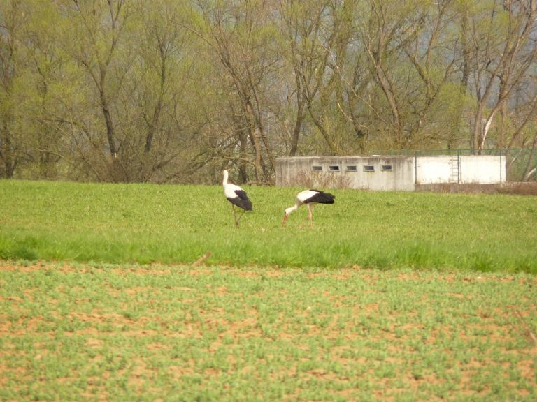 p1120118_8_1_000.jpg