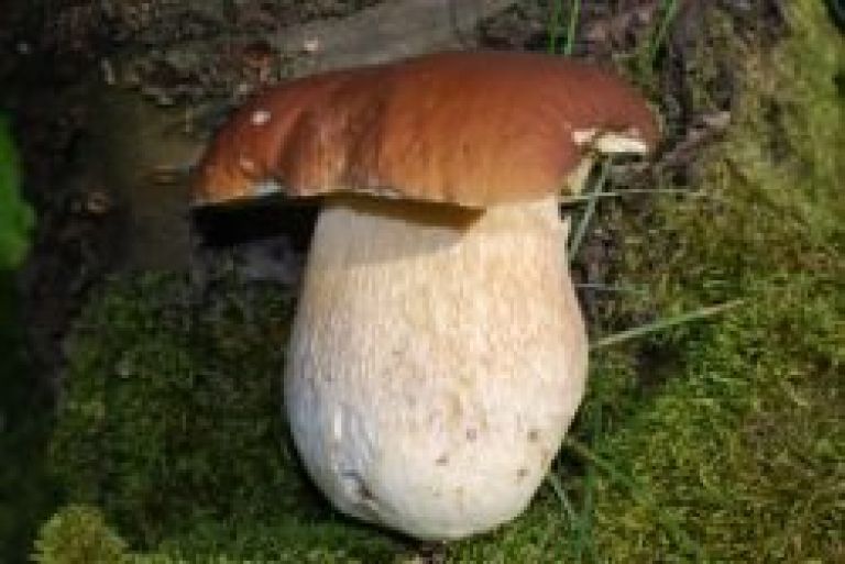 jurcek_01.jpg