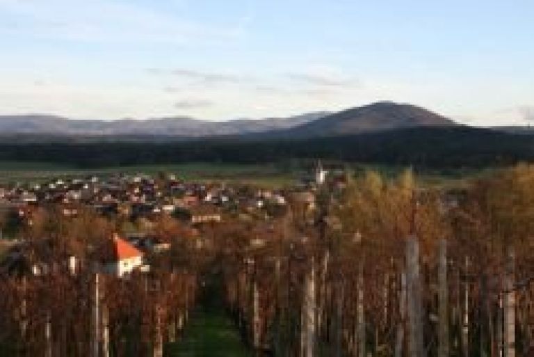 vinogradniki_11.jpg