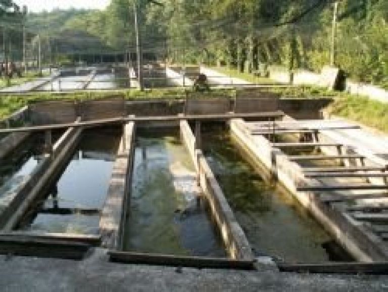 ribogojnica_dvor.jpg