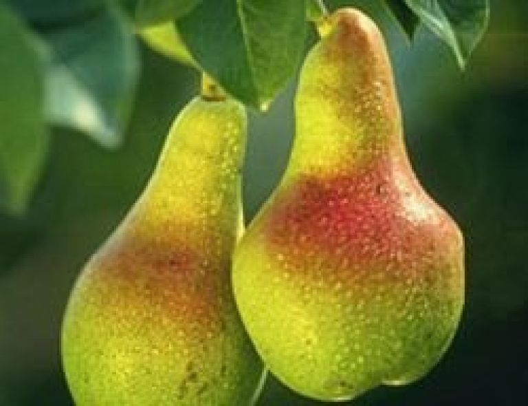 240px_pears.jpg