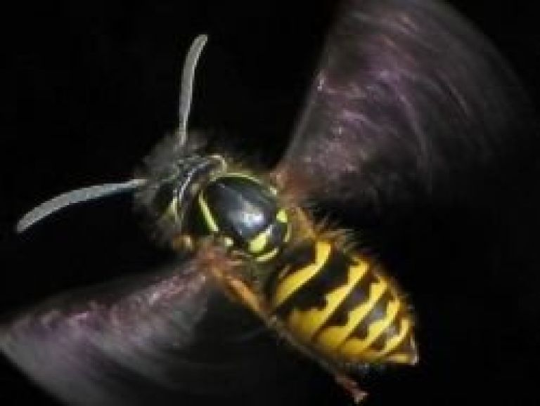 osa675px_flying_vespula_vulgaris.jpg