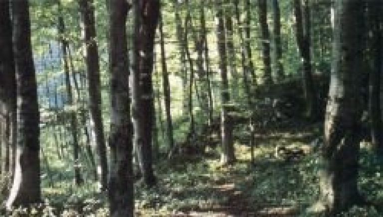 gorjanci_kobile.jpg