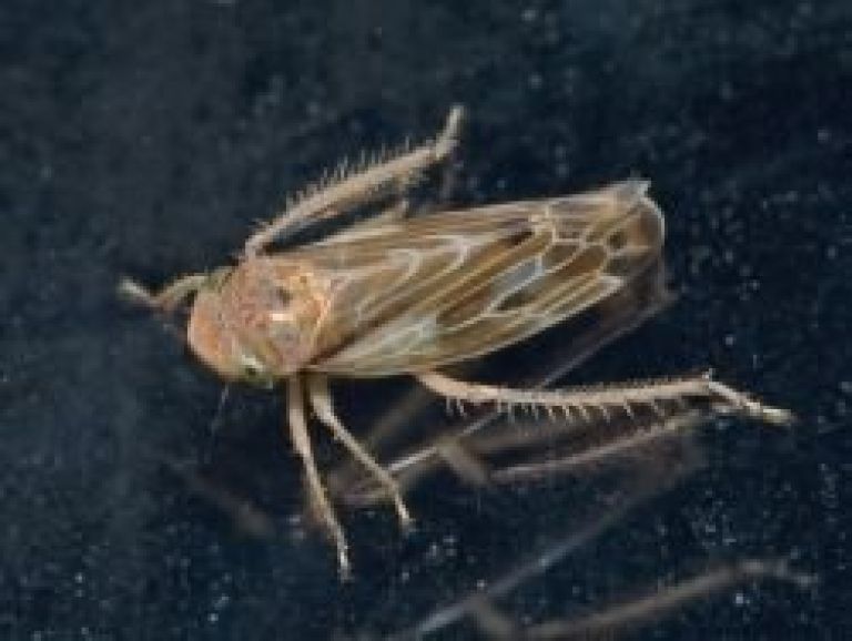 skrzatek_796px_colobotettix_morbillosus01.jpg