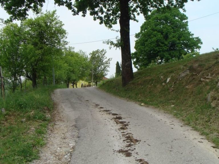 hrast_11.jpg