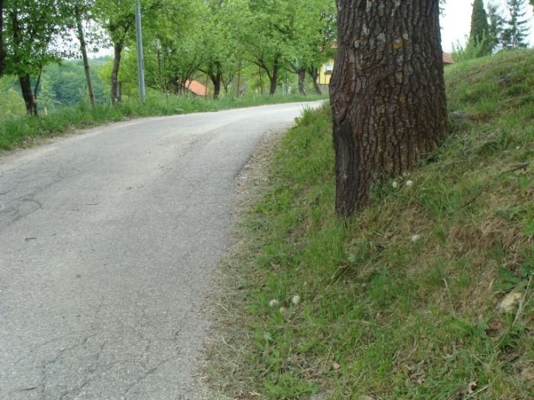 hrast_13.jpg
