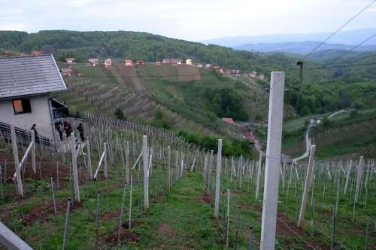 vinograd.jpg