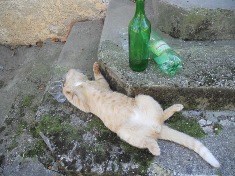 preloka_pijani_macek.jpg