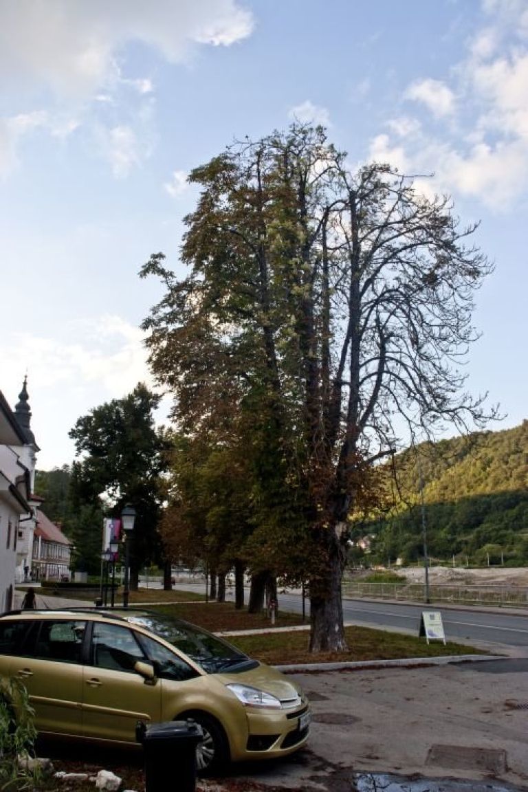 kostanj02.jpg