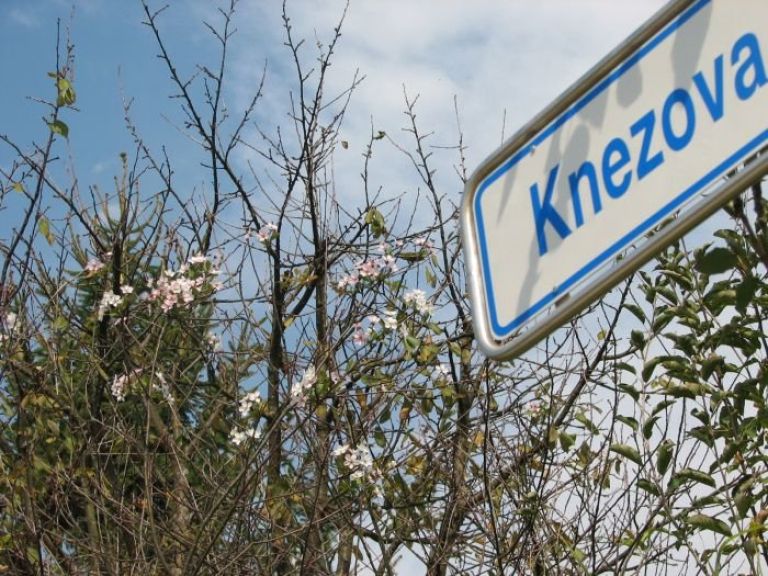 cvetoca_visnja_knezova_2.jpg