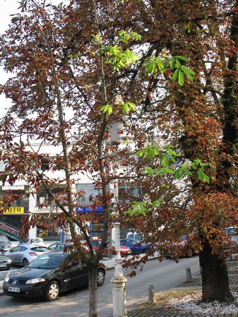 kostanj1.jpg